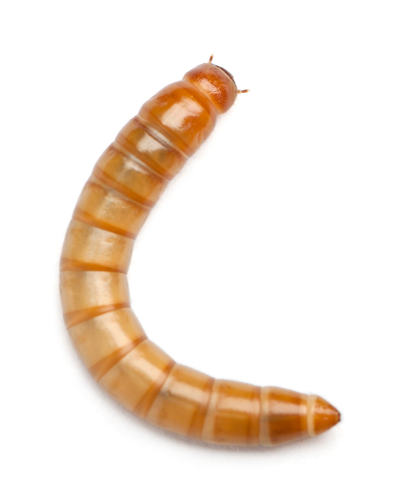 Premium Live Mealworms (Tenebrio molitor) - Nutritious Feeders for Reptiles, Birds & More!