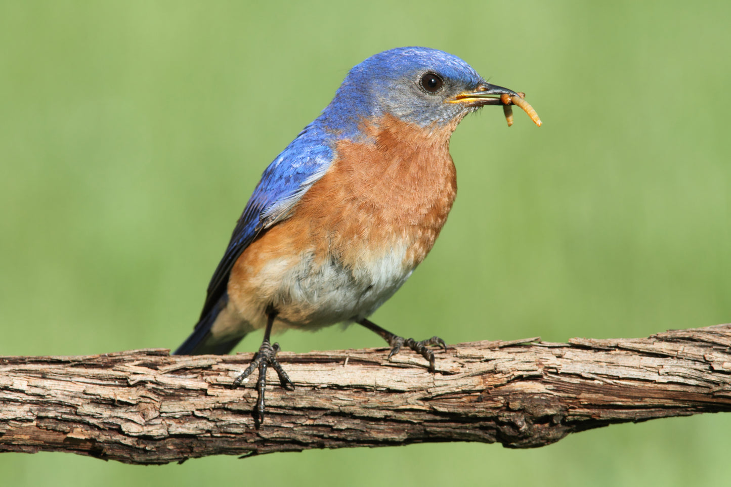 Premium Live Mealworms (Tenebrio molitor) - Nutritious Feeders for Reptiles, Birds & More!