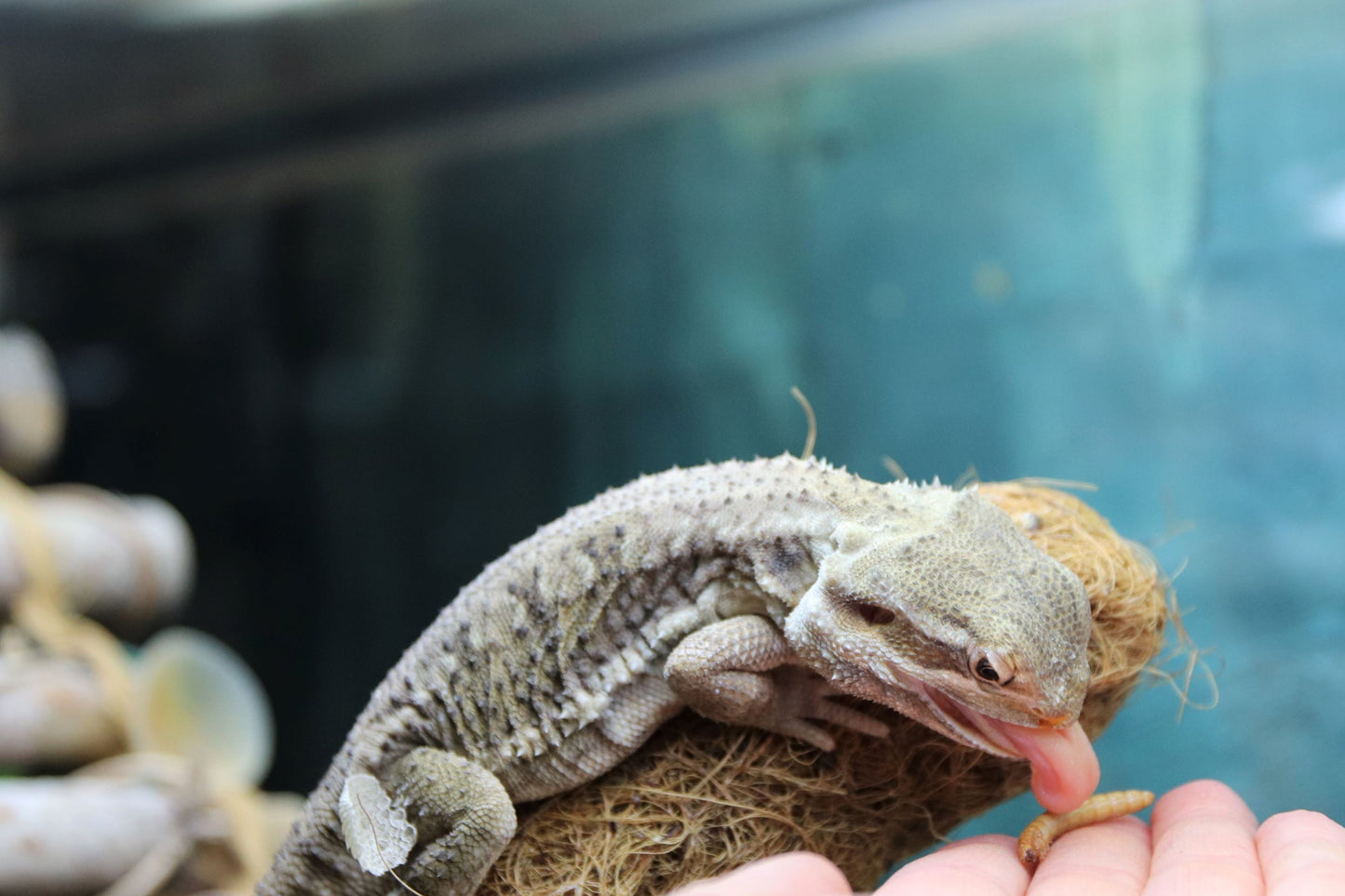Premium Live Mealworms (Tenebrio molitor) - Nutritious Feeders for Reptiles, Birds & More!