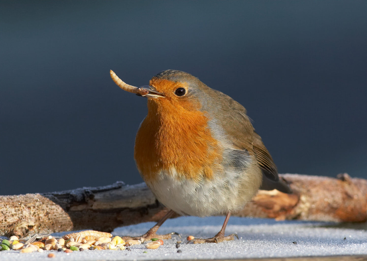 Premium Live Mealworms (Tenebrio molitor) - Nutritious Feeders for Reptiles, Birds & More!