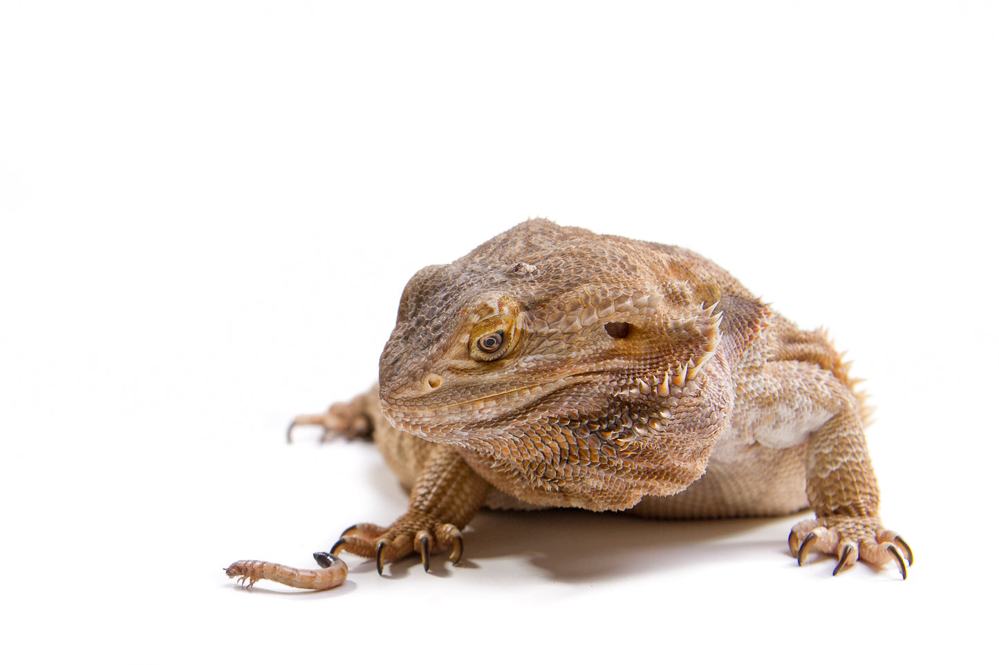 Premium Live Mealworms (Tenebrio molitor) - Nutritious Feeders for Reptiles, Birds & More!