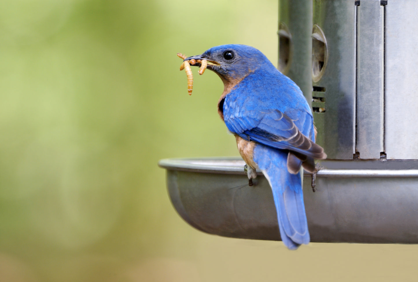 Premium Live Mealworms (Tenebrio molitor) - Nutritious Feeders for Reptiles, Birds & More!