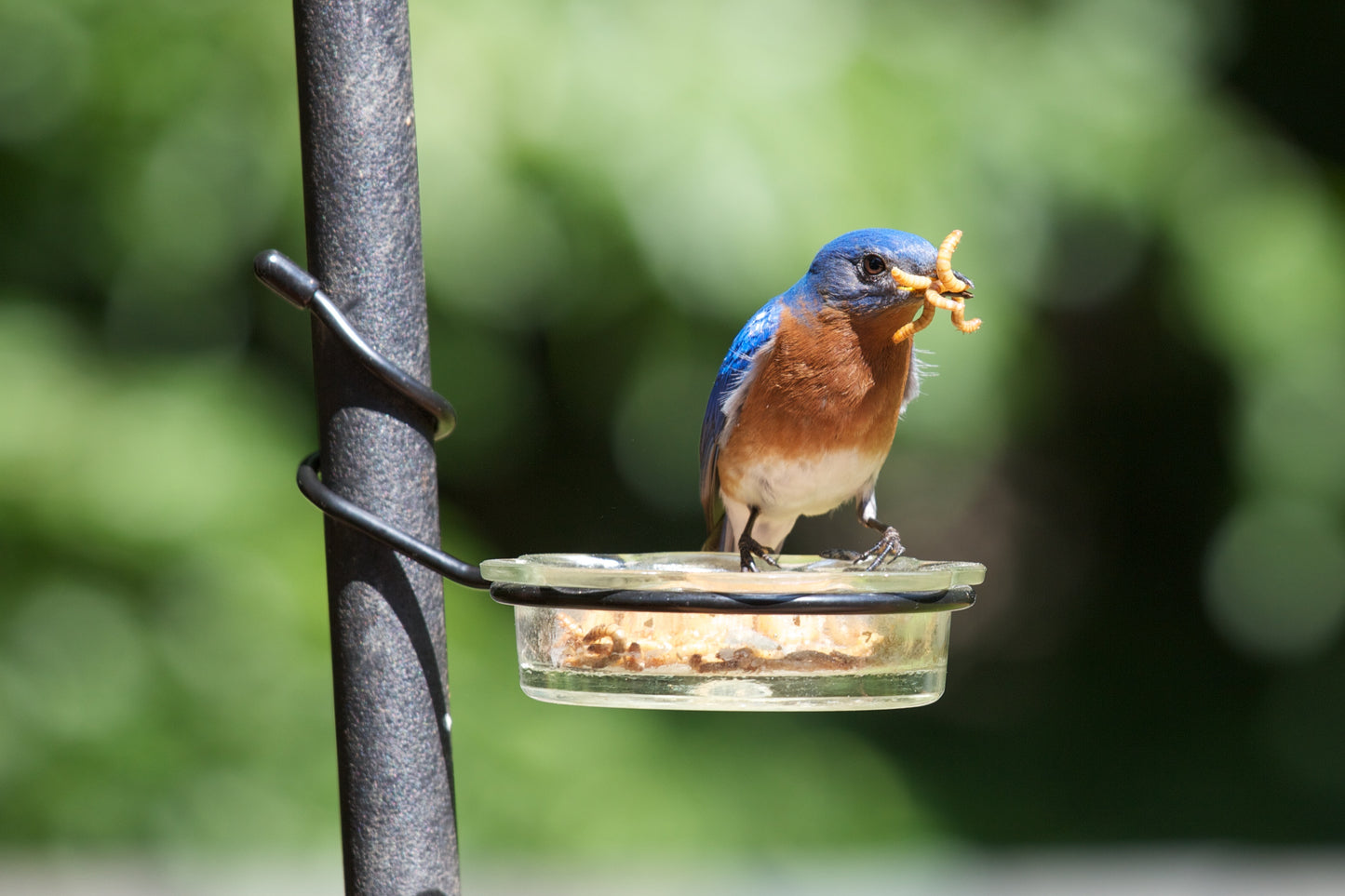 Premium Live Mealworms (Tenebrio molitor) - Nutritious Feeders for Reptiles, Birds & More!