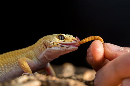 Premium Live Mealworms (Tenebrio molitor) - Nutritious Feeders for Reptiles, Birds & More!