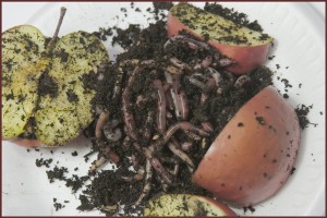Worms and scrap apples
