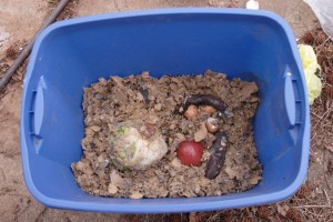 worm-bin-with-food-scraps