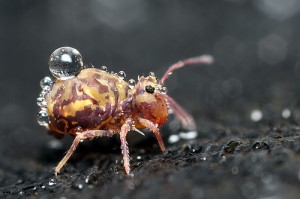 colorful-springtail-with-water-drop
