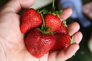 really large strawberries