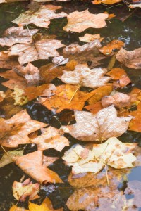 Bright fall leaves on pond water surface