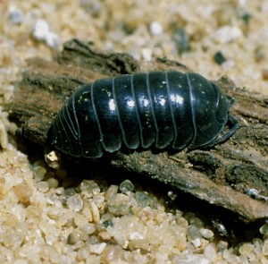 Woodlice Rolly-Polly Sowbug