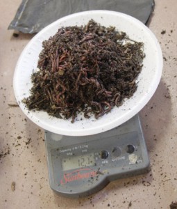 worms being weighed on a scale