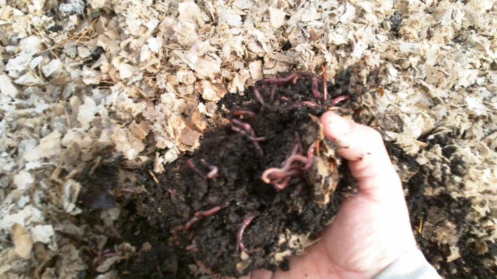 A handful of composting worms lifted from a bed at the Worms Etc farm
