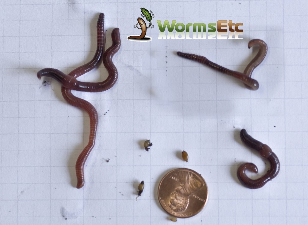 Close-up of red wiggler composting worms on dark castings